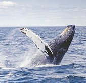Whales watching at Baja